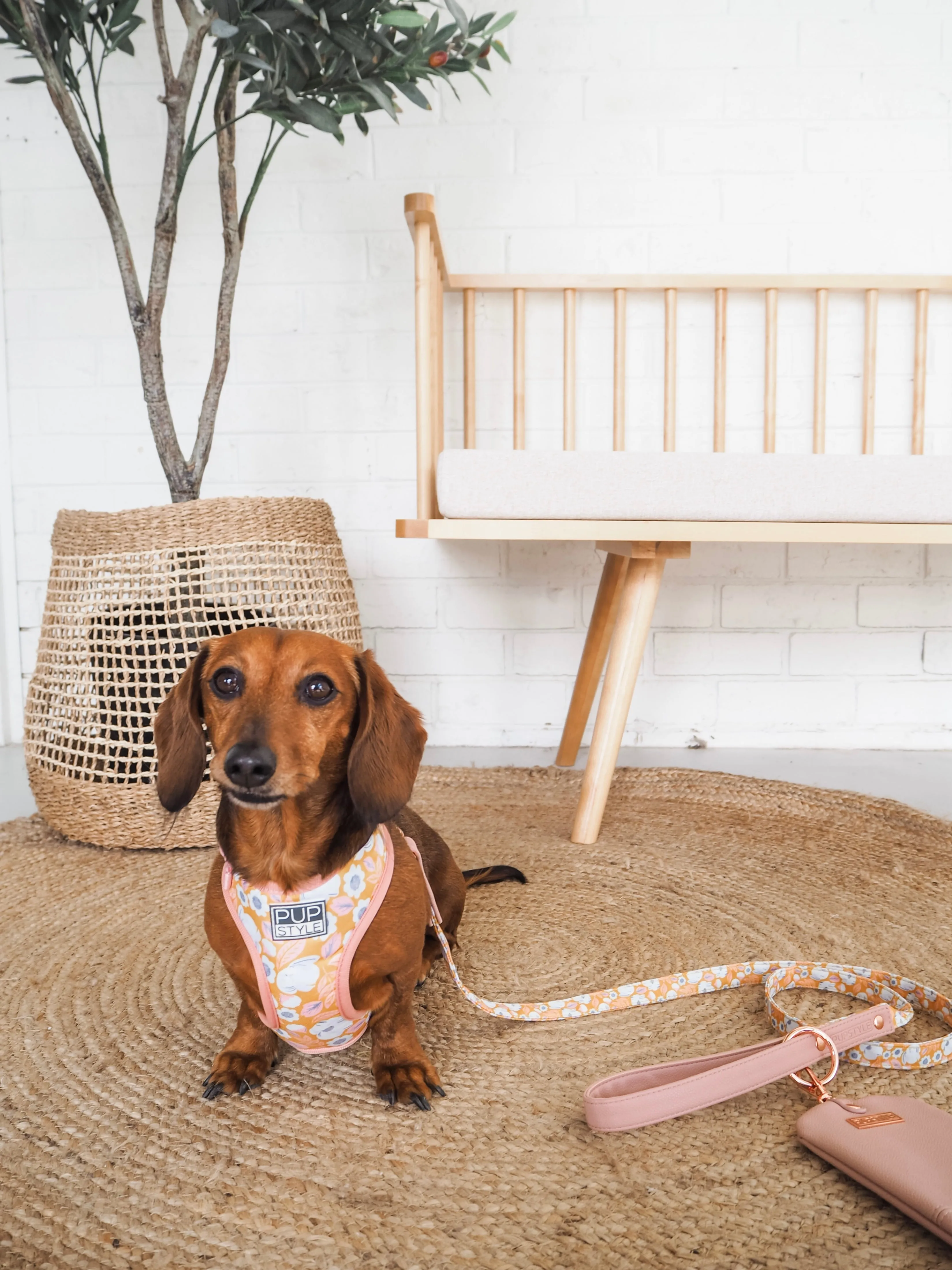 "Summer Fling" City Leash
