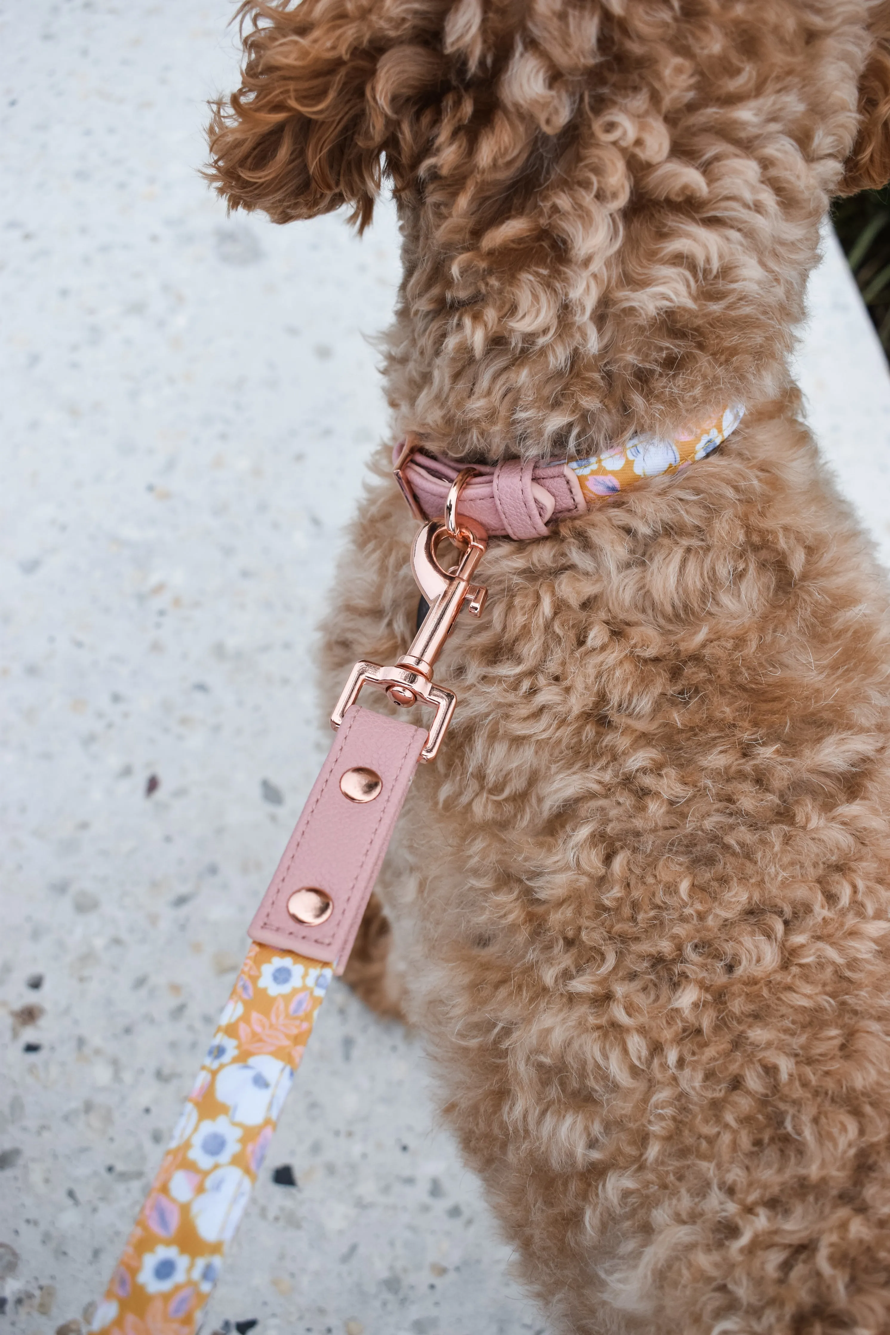 "Summer Fling" City Leash